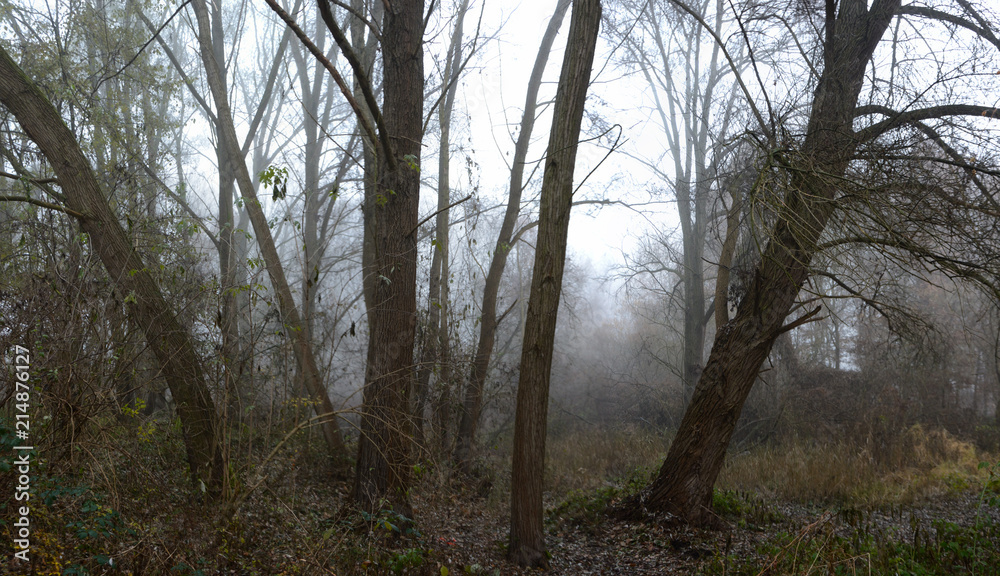 Wald 2 Wald 2