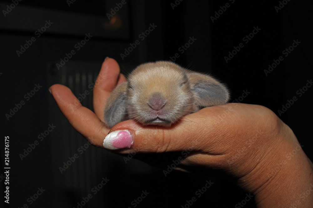 Baby floppy eared bunny sale