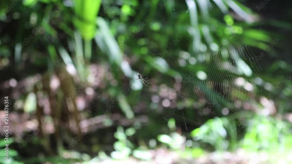 Spider on a trail, camera pan right and focal shift. Spider on a trail, camera pan right and focal shift.