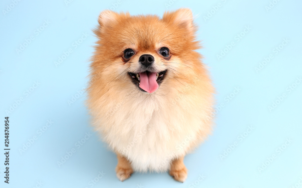 Pomeranian dog with blue backdrop. - obrazy, fototapety, plakaty 