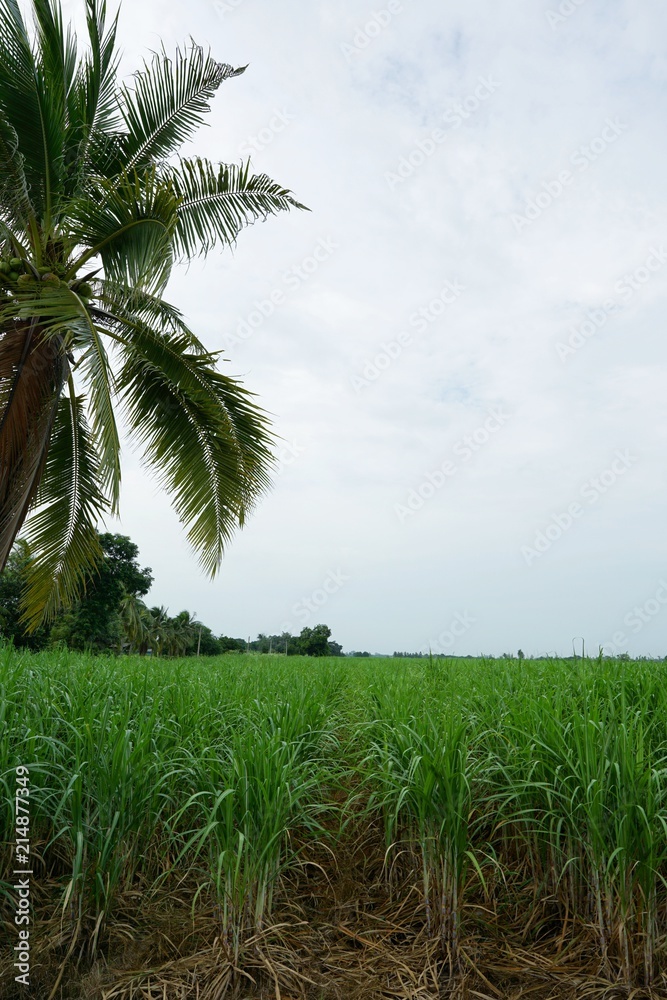 Obraz premium Green of corn farm with blue sky and clouds in the morning at Thailand, Idea agriculture, Space for text in template, Travel and Ecological concept, Landscape of corn field with palm tree, Vertical