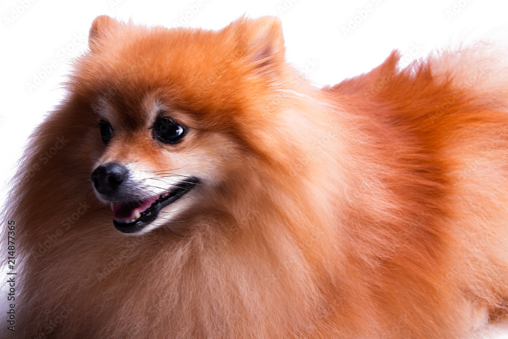 Beautiful, happy, relaxed and well behaved golden Pomeranian puppy dog sitting down looking to the side, isolated on white background. Cute fluffy golden mane. Beautiful, happy, relaxed and well behaved golden Pomeranian puppy dog sitting down looking to the side, isolated on white background. Cute fluffy golden mane.