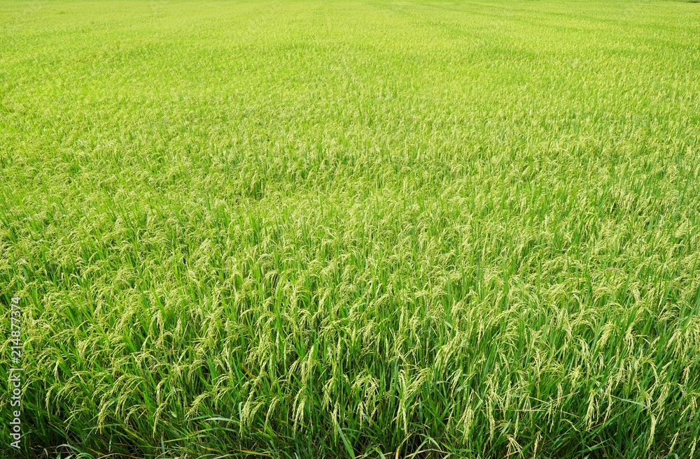 Fototapeta premium Green cornfield at Thailand, Idea agriculture, Space for text in template, Travel and Ecological concept
