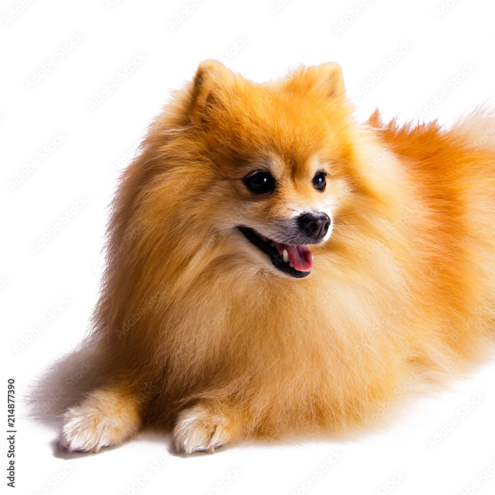 Beautiful, happy, relaxed and well behaved golden Pomeranian puppy dog sitting down looking to the side, isolated on white background. Cute fluffy golden mane
