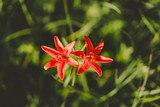 Red Siberian lily in a grass