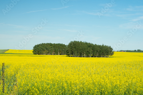 Trees in Canola Farm 