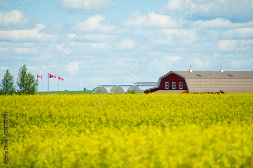 Canola Field with farmhouse in background