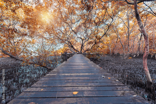 Mangroves inTung Prong Thong or Golden Mangrove Field at Estuary Pra Sae, Rayong, Thailand