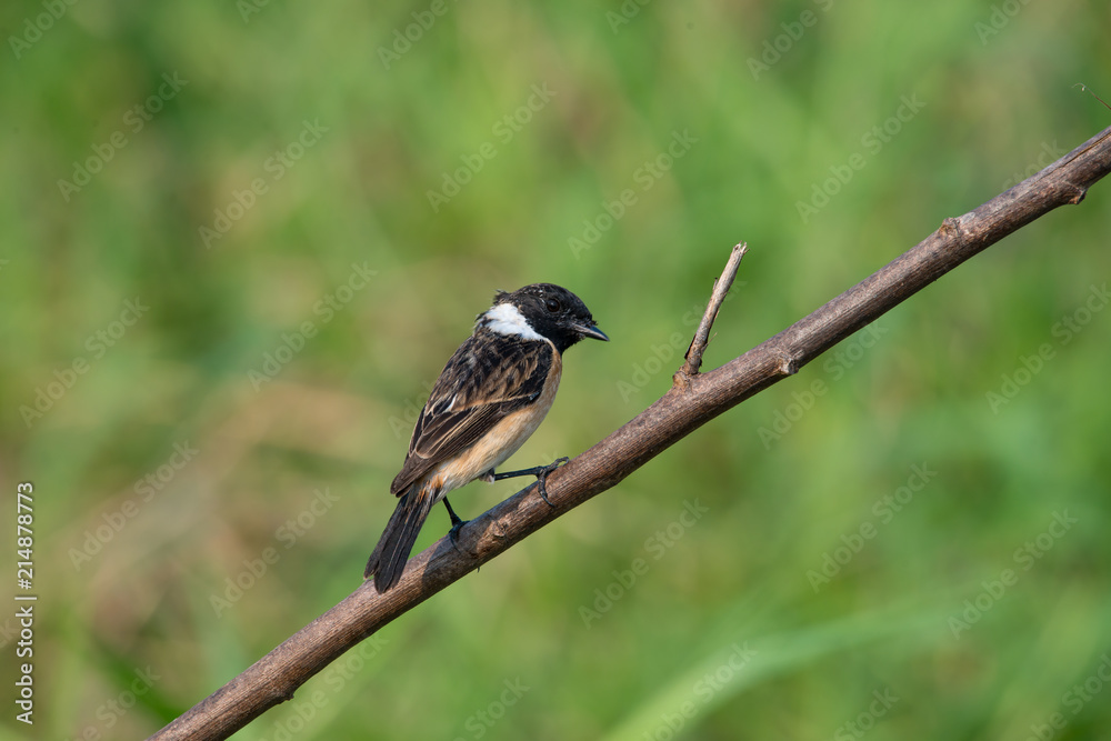 Siberian stonechat or Asian stonechat is a recently validated species of the Old World flycatcher family. It breeds in temperate Asia and easternmost Europe and winters in the Old World tropics. Siberian stonechat or Asian stonechat is a recently validated species of the Old World flycatcher family. It breeds in temperate Asia and easternmost Europe and winters in the Old World tropics.