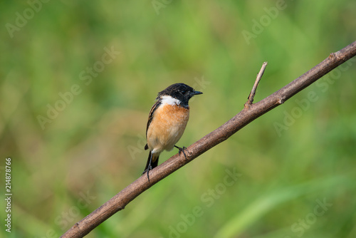 Siberian stonechat or Asian stonechat is a recently validated species of the Old World flycatcher family. It breeds in temperate Asia and easternmost Europe and winters in the Old World tropics.