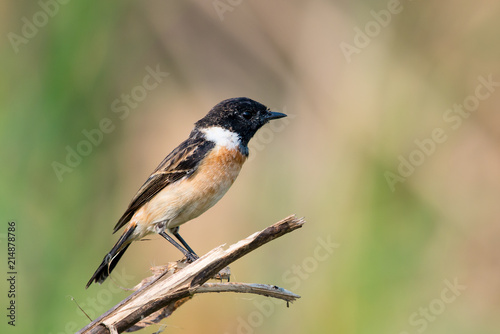 Siberian stonechat or Asian stonechat is a recently validated species of the Old World flycatcher family. It breeds in temperate Asia and easternmost Europe and winters in the Old World tropics.