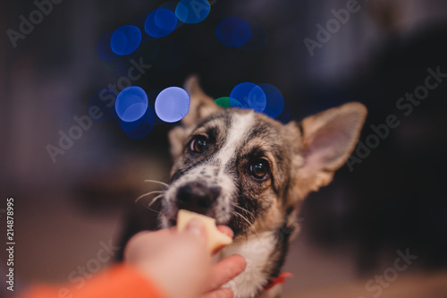 Hand giving puppy a treatment portrait