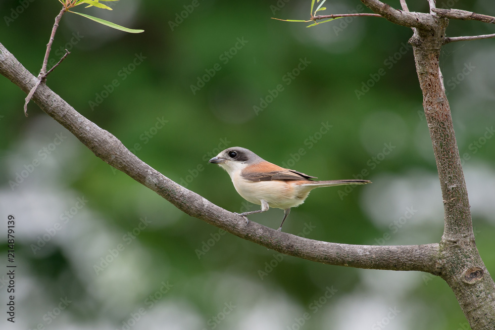 Fototapeta premium Burmese Shrike or Chestnut-backed Shrike is a species of bird in the family Laniidae. It is found in Bangladesh, Cambodia, China, India, Laos, Myanmar, Thailand, and Vietnam.