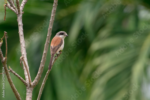 Burmese Shrike or Chestnut-backed Shrike is a species of bird in the family Laniidae. It is found in Bangladesh, Cambodia, China, India, Laos, Myanmar, Thailand, and Vietnam.