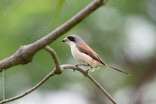 Burmese Shrike or Chestnut-backed Shrike is a species of bird in the family Laniidae. It is found in Bangladesh, Cambodia, China, India, Laos, Myanmar, Thailand, and Vietnam. © joesayhello