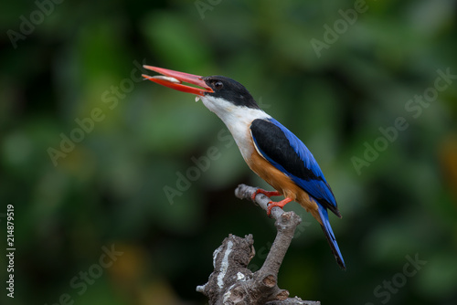 Black-Capped Kingfisher, usually seen on coastal waters and especially in mangroves, it is easily disturbed, but perches conspicuously and dives to catch fish but also feeds on large insects.