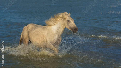 Beautiful white horse running in the water, evening light   © Pascale Gueret