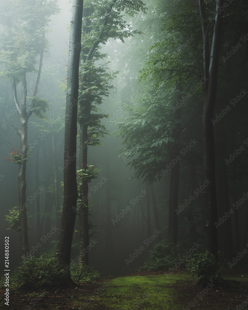 Fototapeta premium Szlak bajki w mglistym lesie. Fantazja straszny krajobraz w lesie