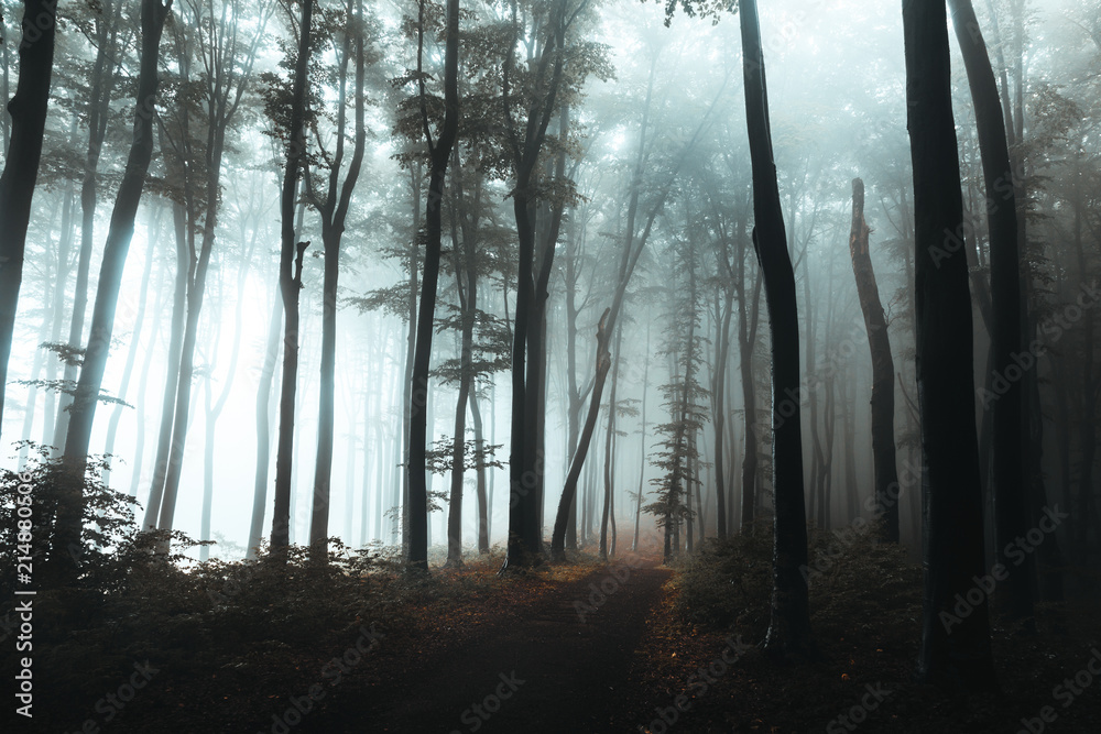 Obraz premium Trail in dark foggy forest. Hard light coming from left side. Interesting tree at the end of the path