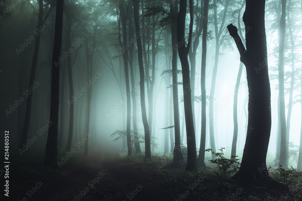 Fototapeta premium Spooky foggy forest trail. Dark trees in silhouettes with hard light coming from right. Horror landscape