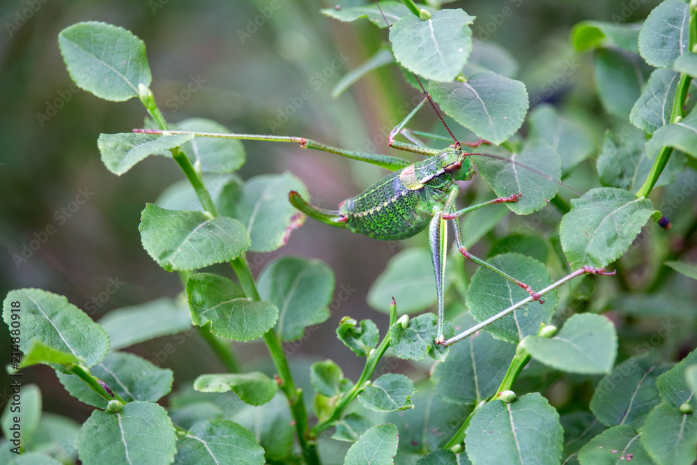 Small green grasshopper in forest, macro photo Small green grasshopper in forest, macro photo