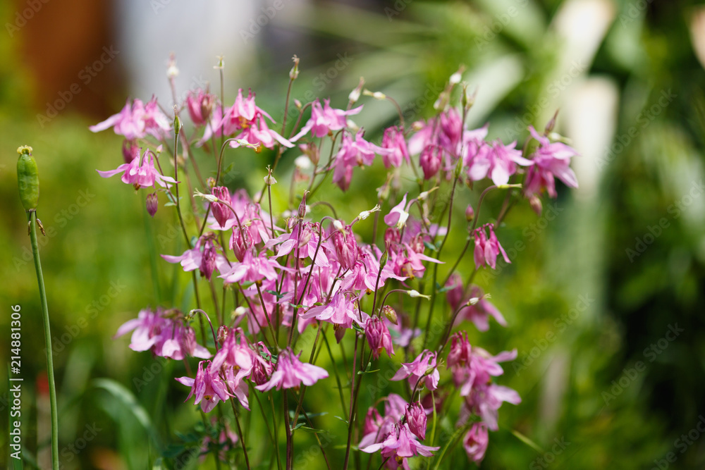 pink Aquilegia on the green field pink Aquilegia on the green field