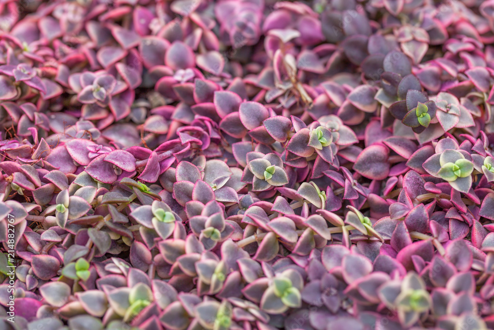 Carpet of natural flowering plants, grass with small leaves. Carpet of natural flowering plants, grass with small leaves.