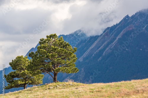 Two trees against a background of mountains and clouds 