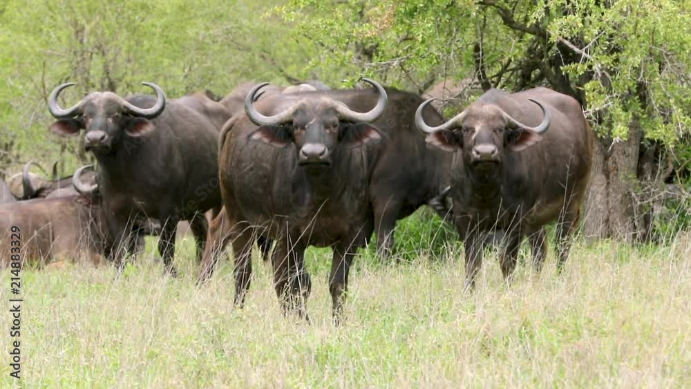 Three very curious African Cape Buffalo staring at photographer. Three very curious African Cape Buffalo staring at photographer.
