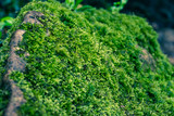 close-up of green moss on stone in the forest