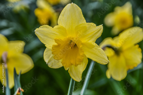 Dutch Yellow Narcissus © Robertvt