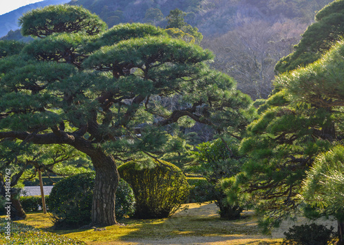 Trees at forest in sunny day photo