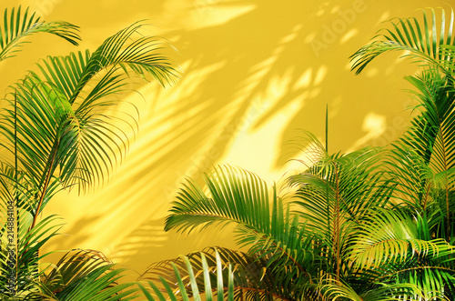 Bright yellow painted wall framed with green tropical palm leaves  sunlight with shadows patterns  summer background. 