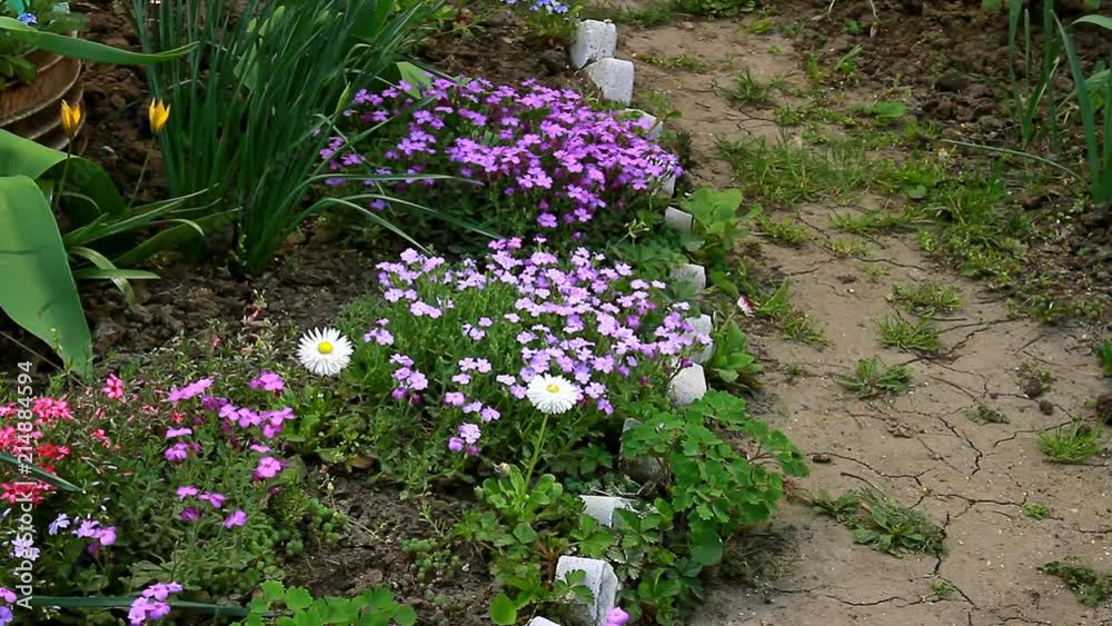 At the beginning of summer flowers bloomed in flower bed At the beginning of summer flowers bloomed in flower bed