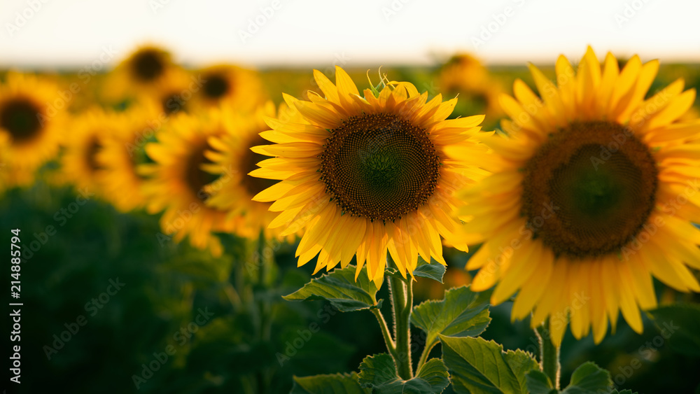 Fototapeta premium sunflower