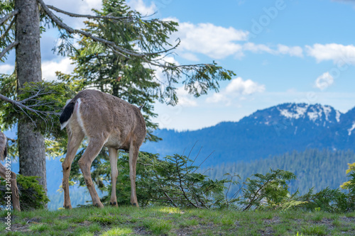 Deer in Mt. Rainier National Park