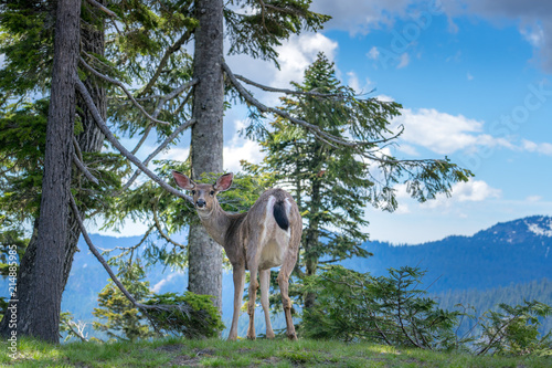 Deer in Mt. Rainier National Park