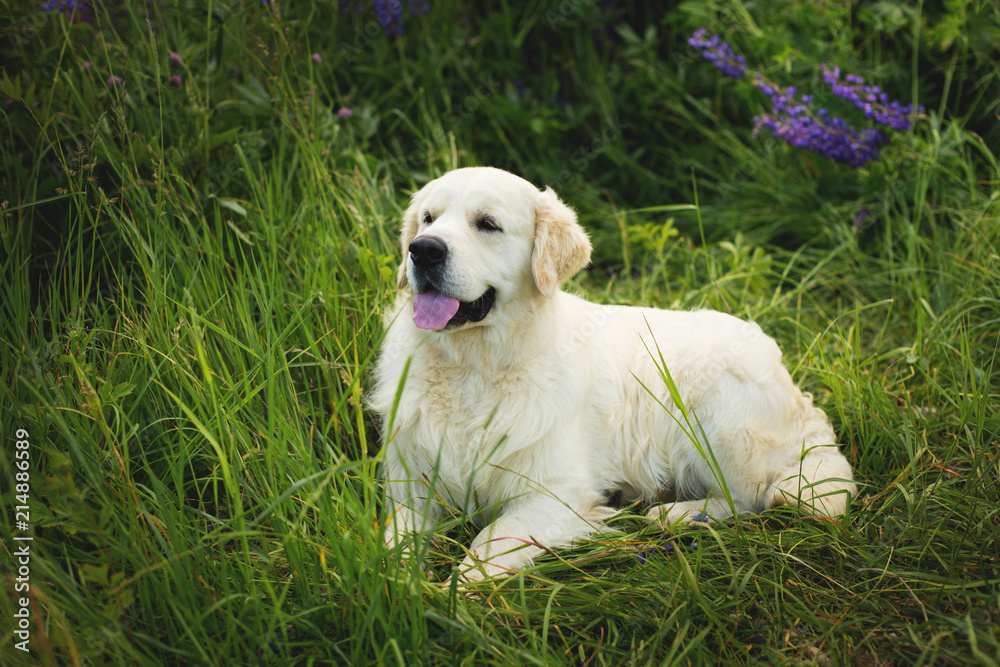 Profile portrait of beautiful golden retriever dog lying in the grass in summer Profile portrait of beautiful golden retriever dog lying in the grass in summer