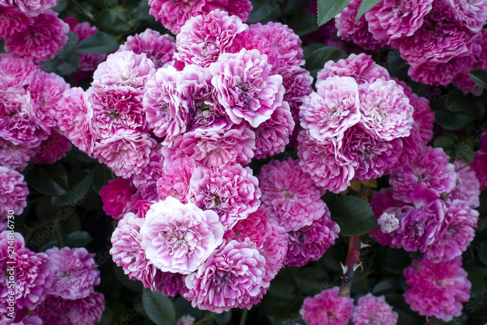 Closeup blooming climbing pink rose flowers. Nature background Closeup blooming climbing pink rose flowers. Nature background