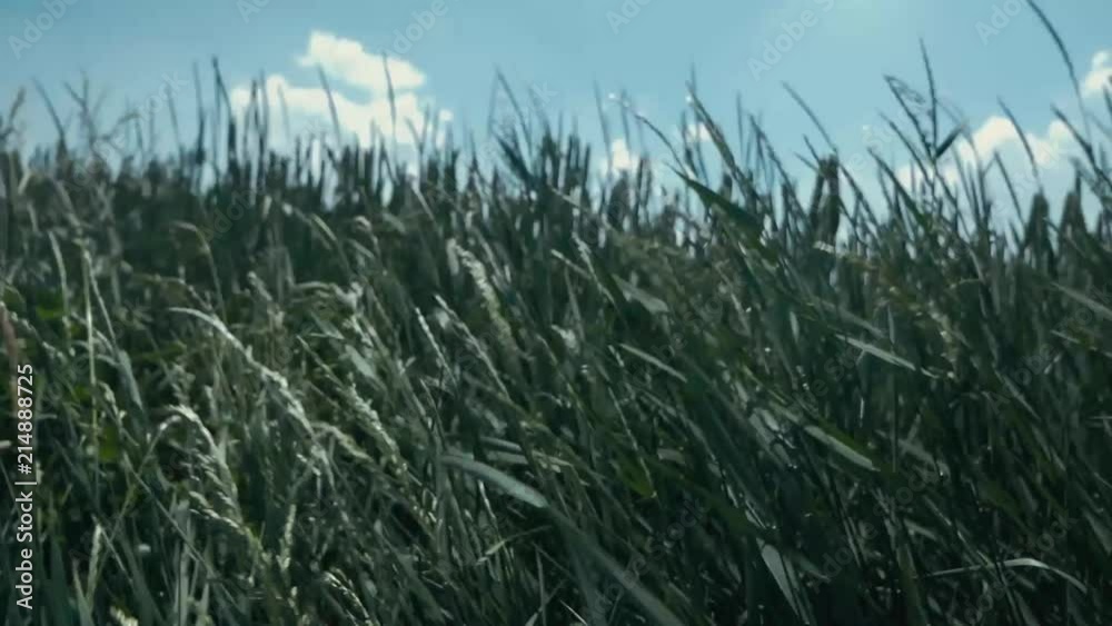 A cornfield on a windy summer day with blue light. A cornfield on a windy summer day with blue light.