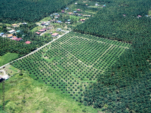 Palm Oil Plantation. Lahad Datu, Borneo, Indonesia. 19 september 2014