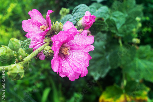 close-up. light purple flowers on the background of green plants