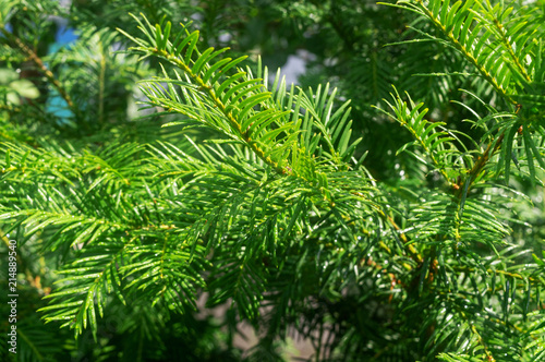 close-up. a branch of a coniferous tree after rain