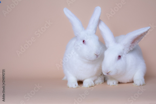 A couple of cute white bunny rabbits on a solid pink background © Llstock