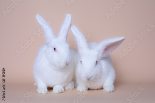 A couple of cute white bunny rabbits on a solid pink background