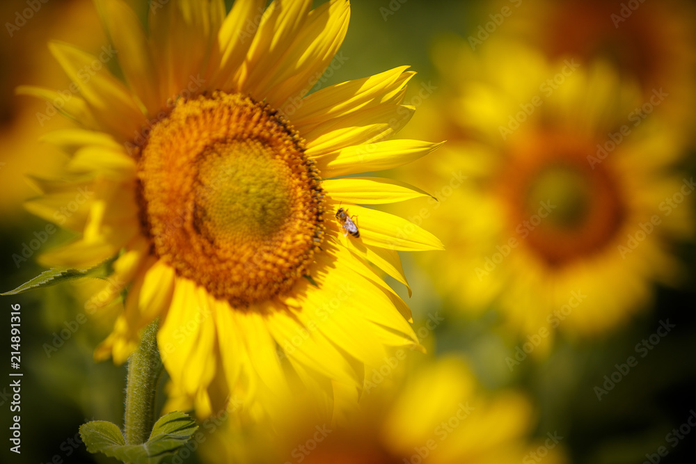 Field of sunflowers. Beautiful big yellow flowers against the blue sky. Field of sunflowers. Beautiful big yellow flowers against the blue sky.