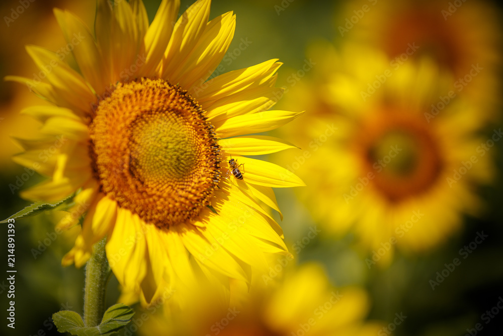 Field of sunflowers. Beautiful big yellow flowers against the blue sky. Field of sunflowers. Beautiful big yellow flowers against the blue sky.