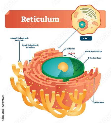Reticulum labeled vector illustration scheme. Anatomical diagram with endoplasmic reticulum. Closeup with cisternae, nucleus, ribosomes, nuclear envelope and pore. photo
