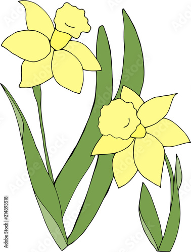 Yellow narcissus on white background