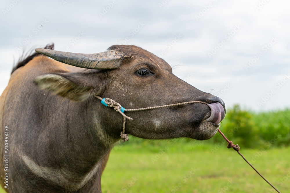 A male water buffalo calf sticking the tongue out to clean its nose. Stock  Photo | Adobe Stock